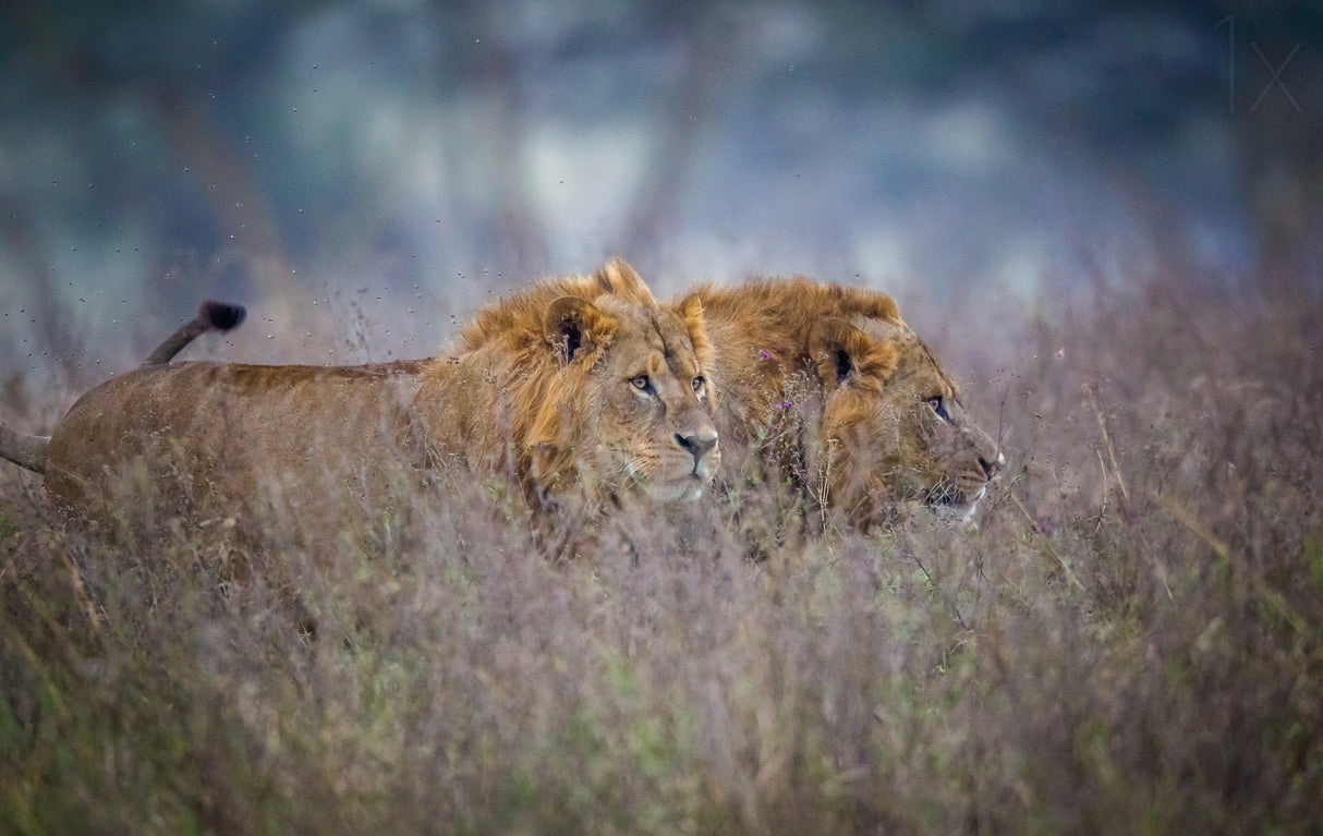 Lions coming through the heather Poster och Canvastavla