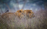 Lions coming through the heather Poster och Canvastavla