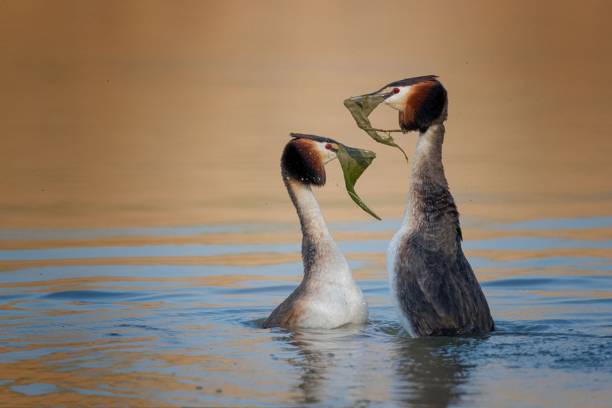Podiceps cristatus  The gift Poster och Canvastavla