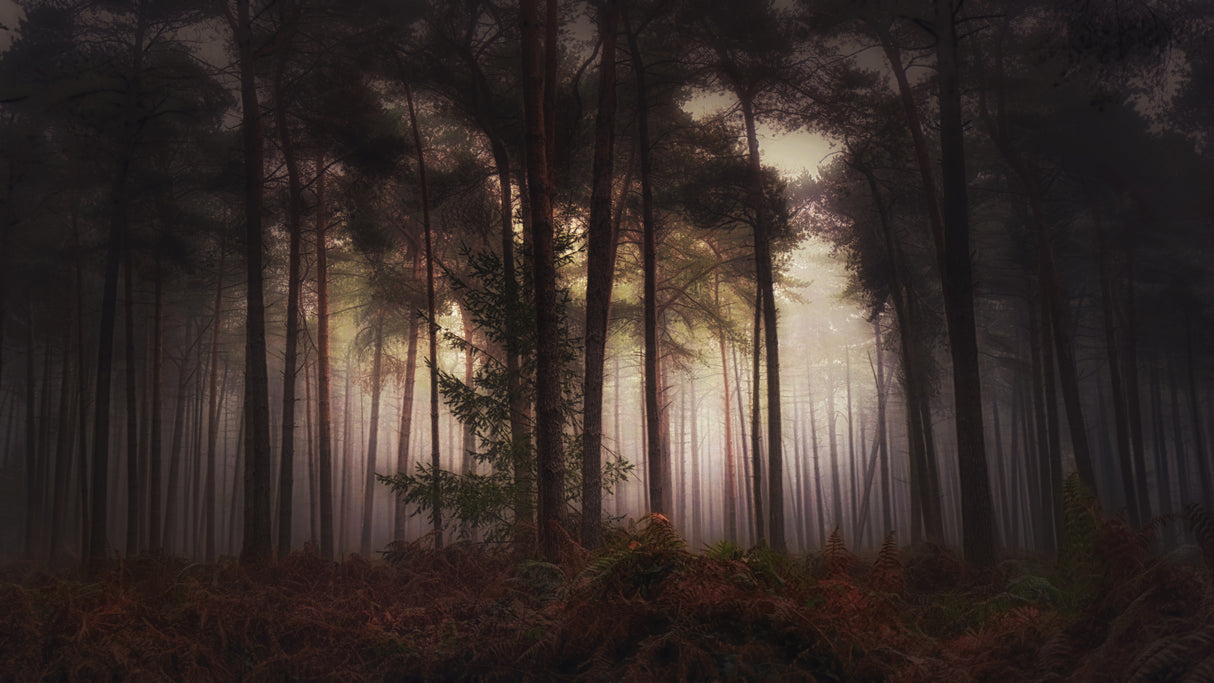 Foggy memory  of the past Poster och Canvastavla