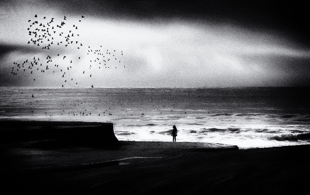 Birds on the beach Poster och Canvastavla