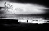 Birds on the beach Poster och Canvastavla