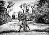 Having fun among baobabs Poster och Canvastavla