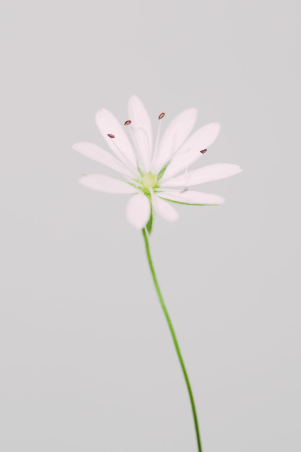 Small pink flower Poster och Canvastavla