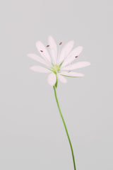 Small pink flower Poster och Canvastavla