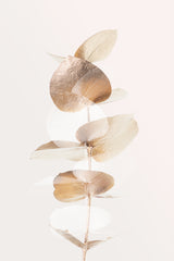 Eucalyptus Creative Gold 04 Poster och Canvastavla