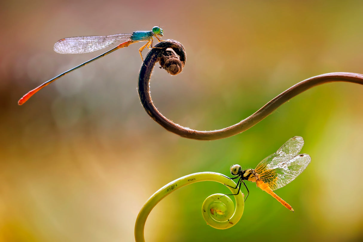 Damselfly - Little Dragonfly Poster och Canvastavla