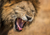 Lion Poster och Canvastavla