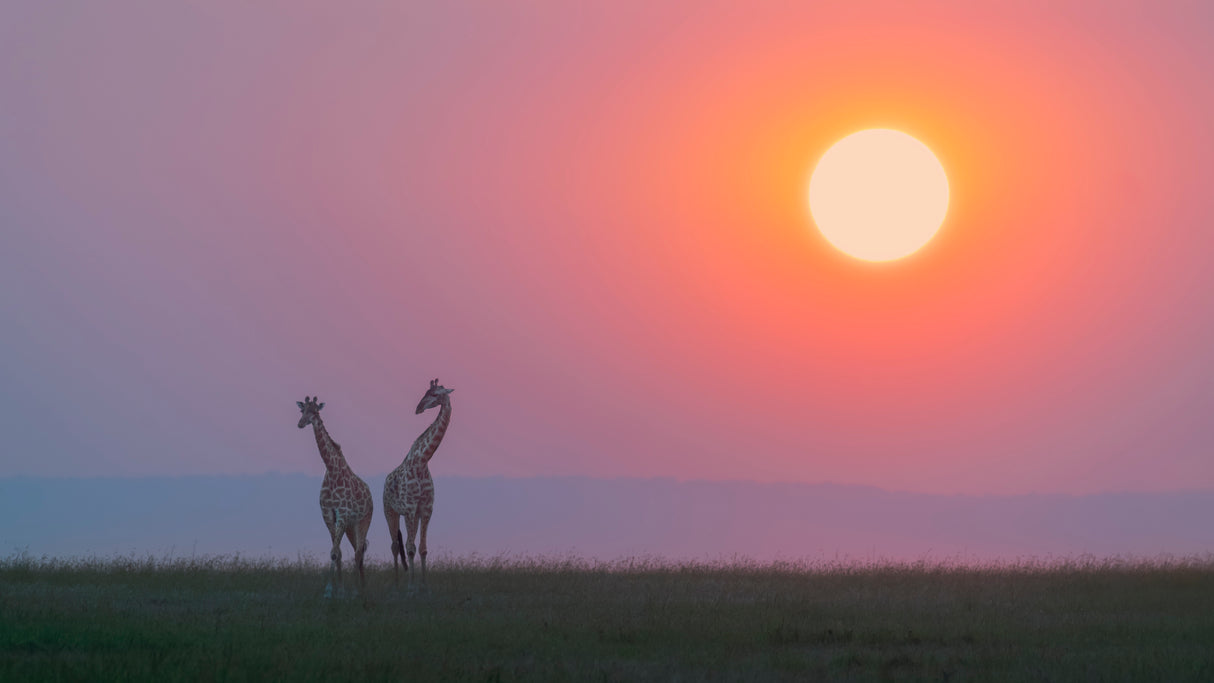 Sunset love Poster och Canvastavla