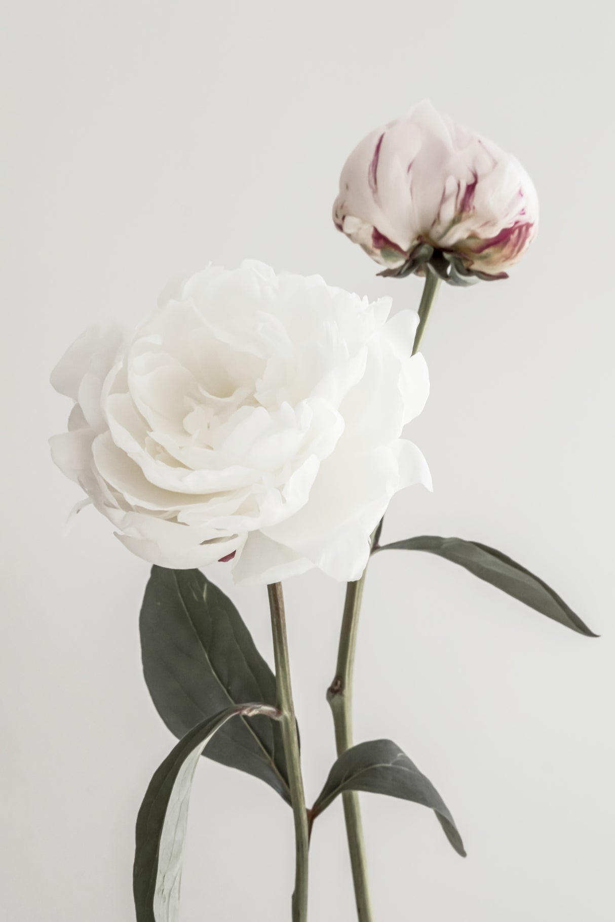 Peony 12 Poster och Canvastavla