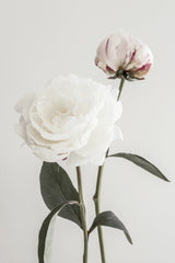 Peony 12 Poster och Canvastavla