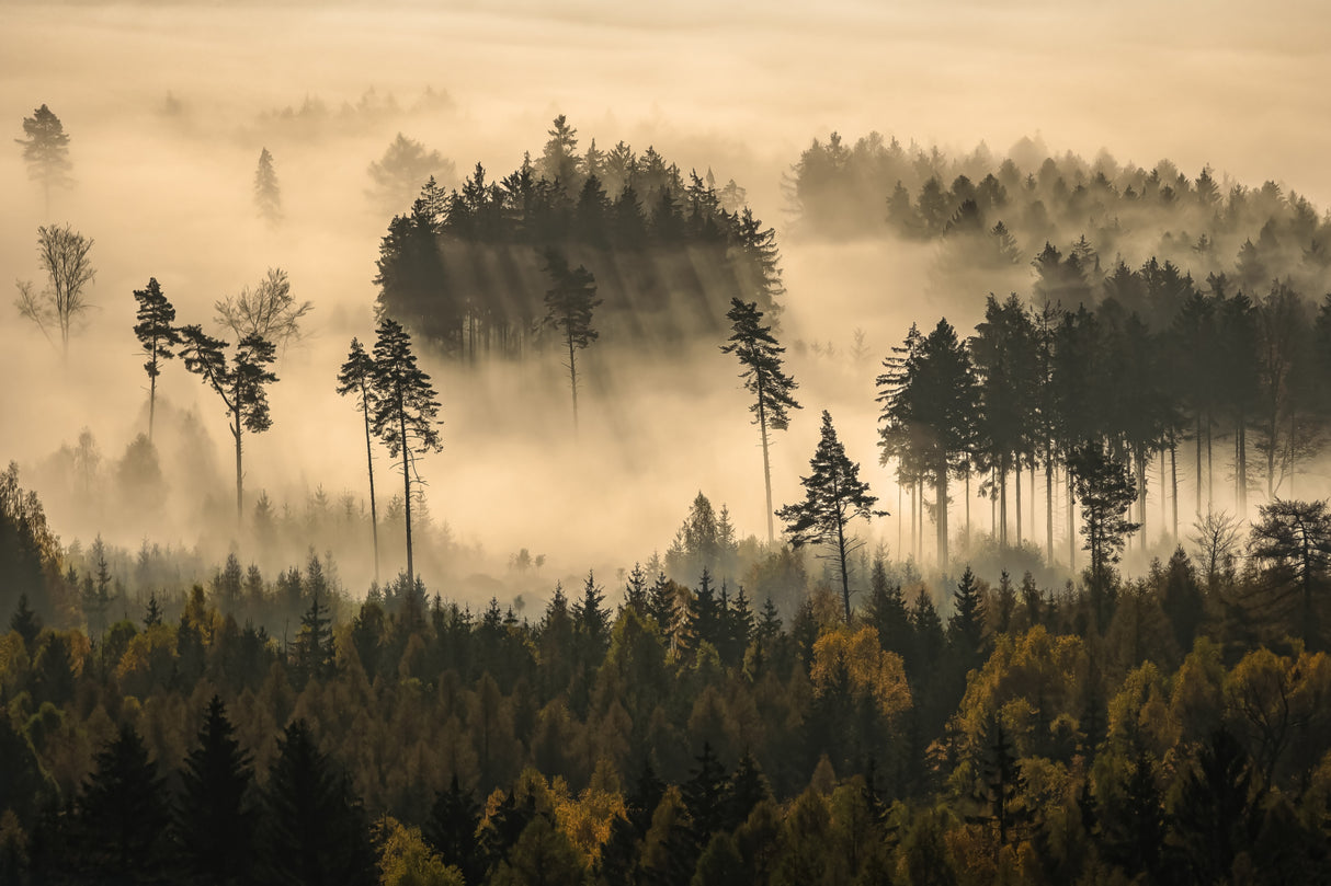 story of the forest Poster och Canvastavla