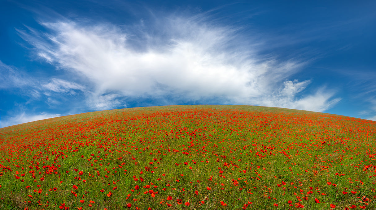 Red Poppies Poster och Canvastavla