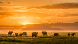 Golden Africa Poster och Canvastavla