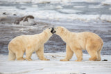 Cold Thread Poster och Canvastavla