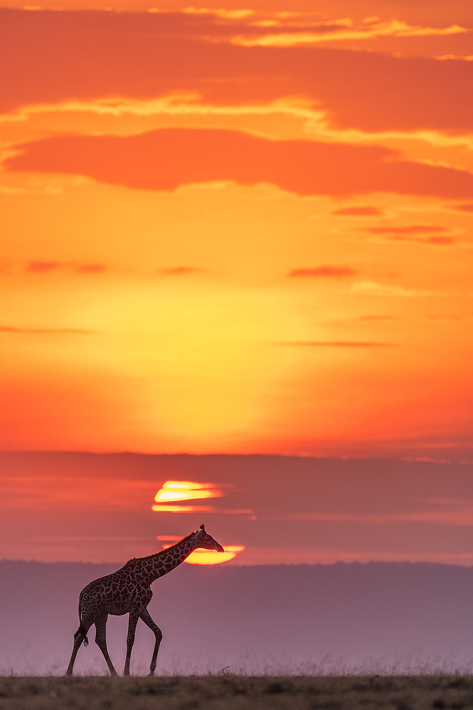 Giraffe under sunshine Poster och Canvastavla