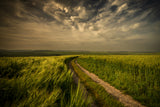The green fields Poster och Canvastavla
