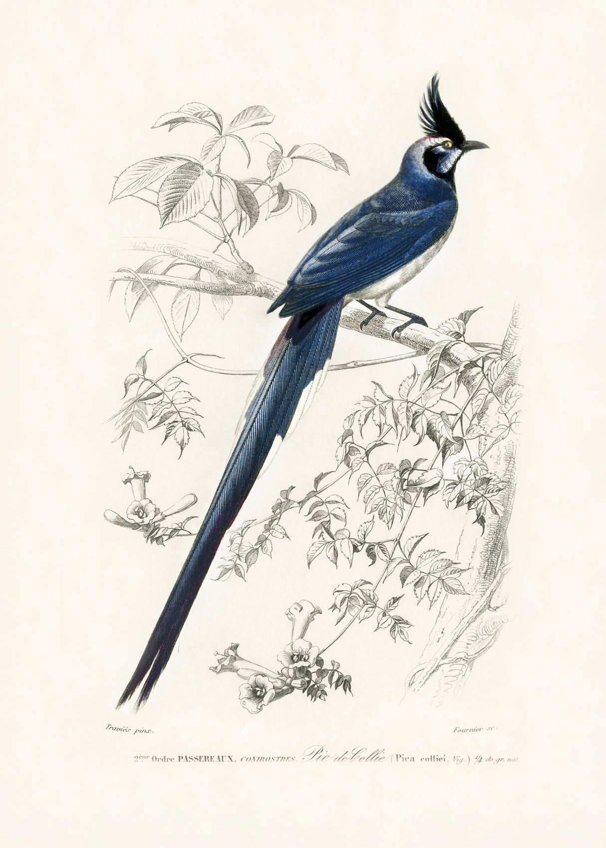 Black Throated Magpie Jay Poster och Canvastavla