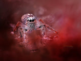Red Spider Poster och Canvastavla