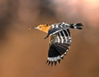 Hoopoe &amp; catch Poster och Canvastavla