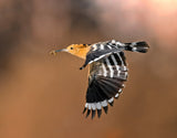 Hoopoe &amp; catch Poster och Canvastavla