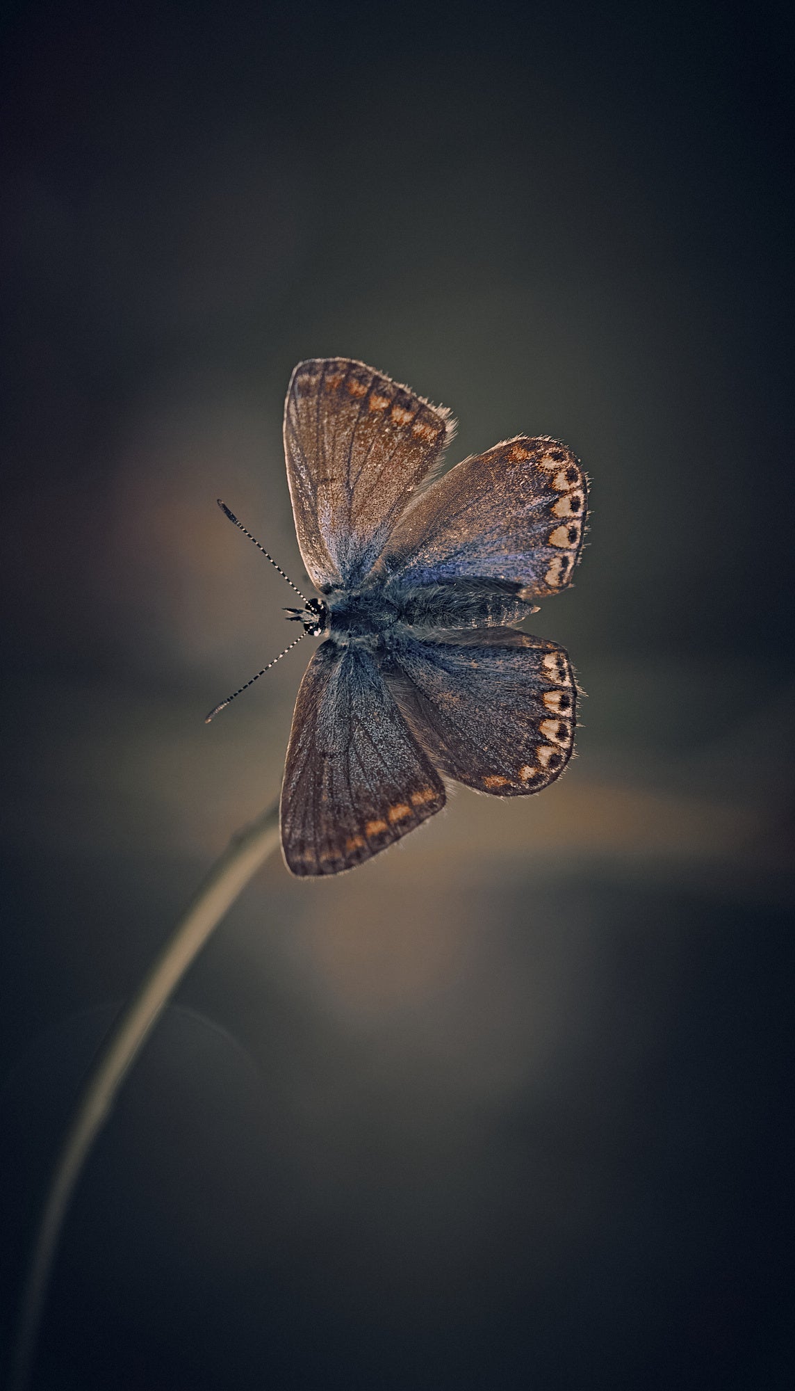Female Common Blue Poster och Canvastavla