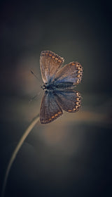 Female Common Blue Poster och Canvastavla