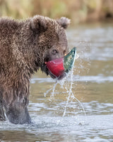 "Look my catch" Poster och Canvastavla