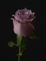 Pink Rose Poster och Canvastavla