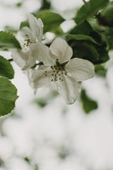 Spring Series - Apple Blossoms in the Rain 9/12 Poster och Canvastavla
