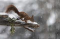 The Red squirrel Poster och Canvastavla