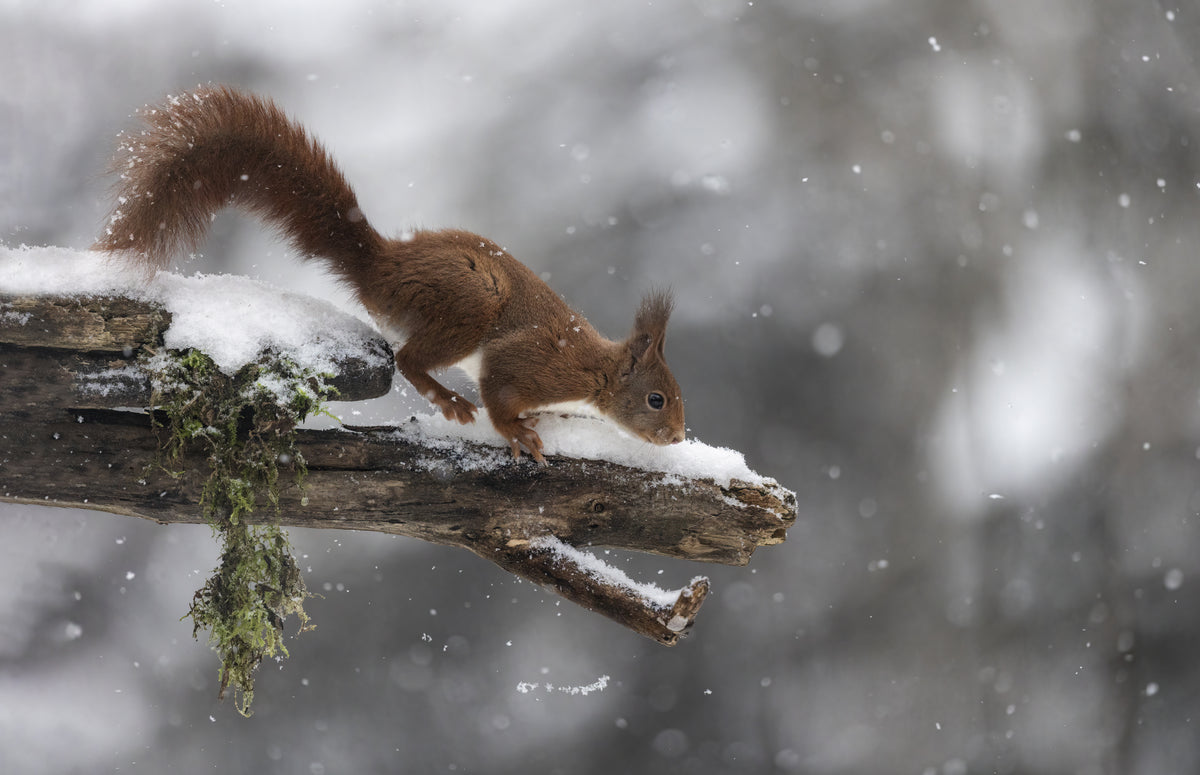 The Red squirrel Poster och Canvastavla