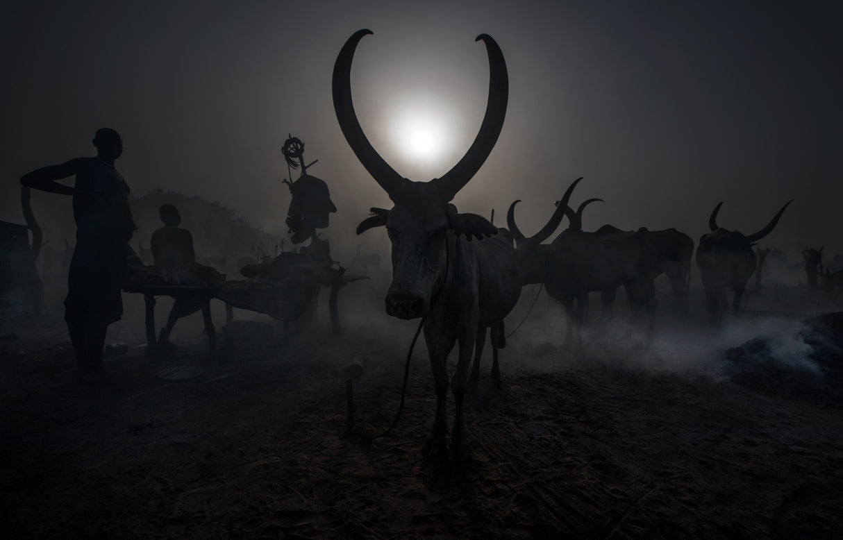 At a Mundari cattle camp - South Sudan Poster och Canvastavla