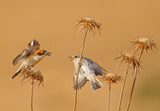Woodchat Shrike Poster och Canvastavla