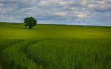 Tree Poster och Canvastavla