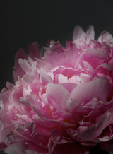 Moody pink peony I Poster och Canvastavla