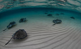 Peaceful ocean Poster och Canvastavla