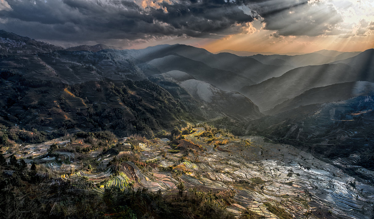 Daybreak Longsheng Rice Fields China Poster och Canvastavla