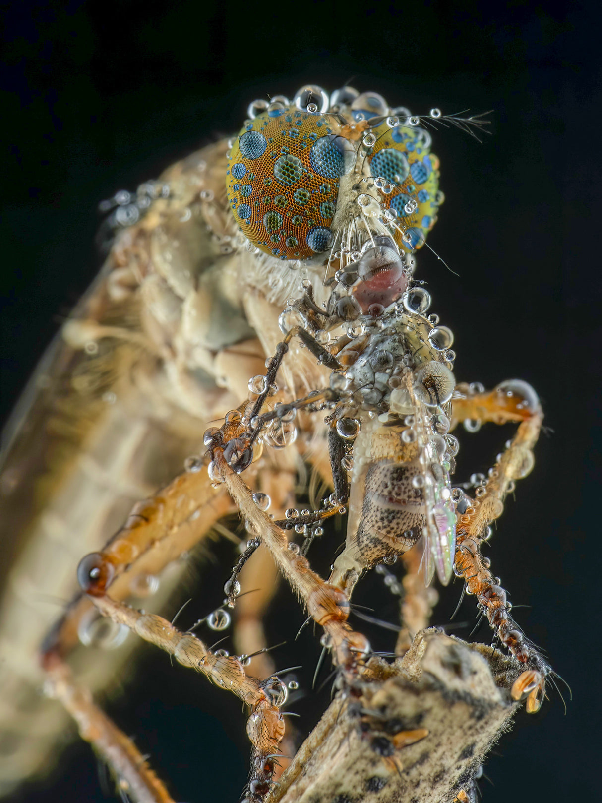 robberfly and prey Poster och Canvastavla