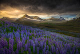 Blue meadows Poster och Canvastavla