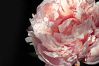 Blush peony IV Poster och Canvastavla