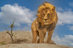 The Lion King Poster och Canvastavla