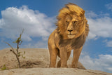 The Lion King Poster och Canvastavla