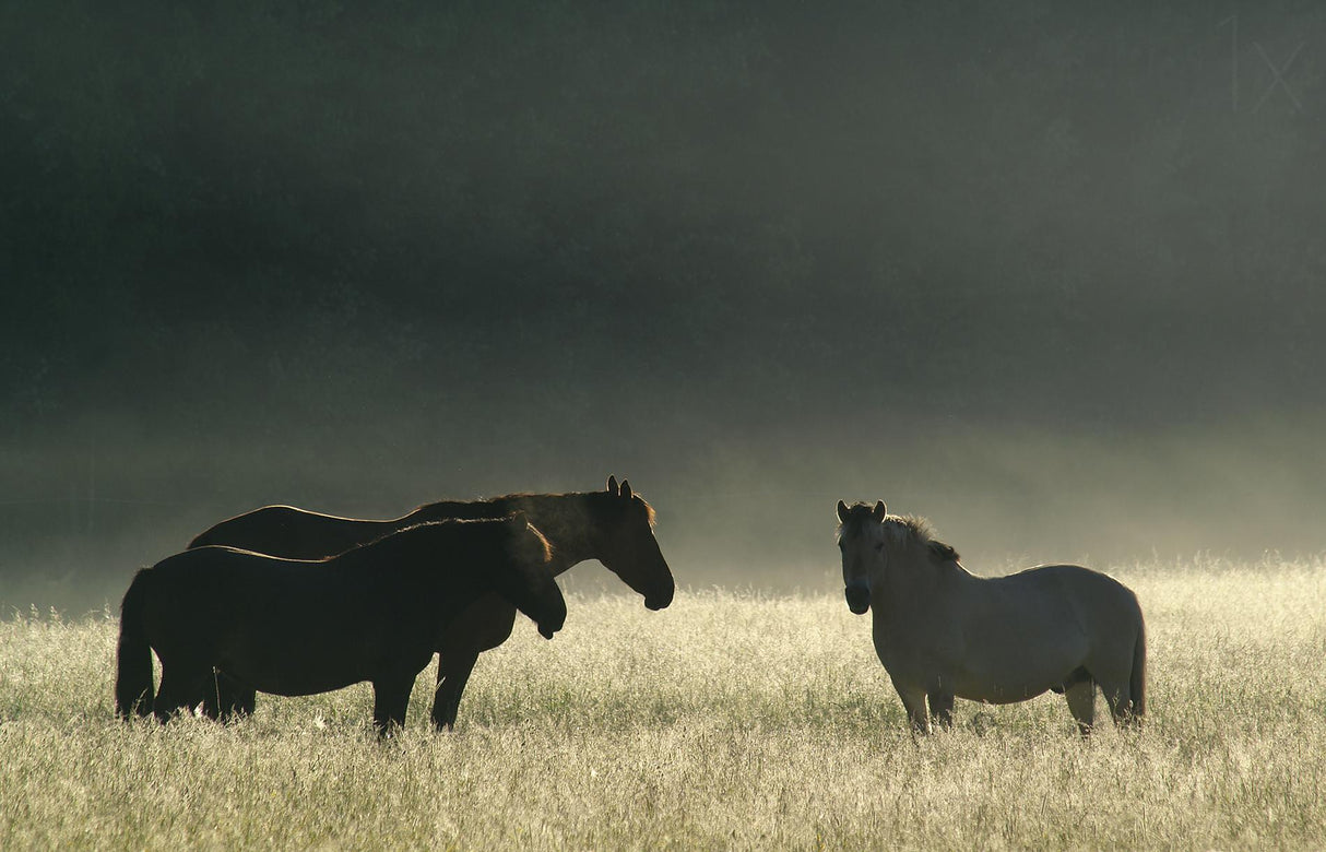 Misty morning. Poster och Canvastavla