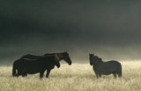 Misty morning. Poster och Canvastavla