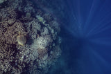 How deep is your love Poster och Canvastavla