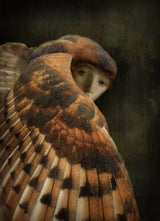 harpy Poster och Canvastavla