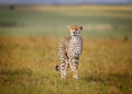 A Cruising Cheetah Poster och Canvastavla