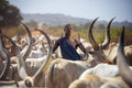 Mundari's male cow Poster och Canvastavla