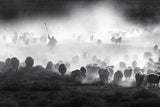 Herd Poster och Canvastavla
